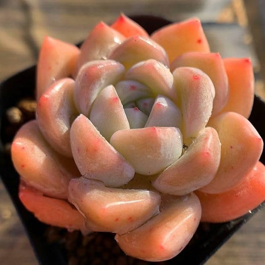 多肉植物　寄せ植え（夢かわいいver.） Amazon.co.jp: 農園直売 多肉植物 寄せ植え エケベリア属 夢々